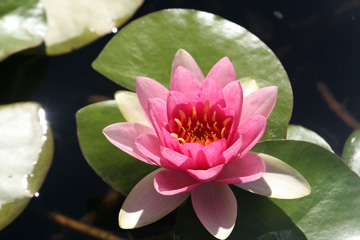 IMG_3436a.jpg